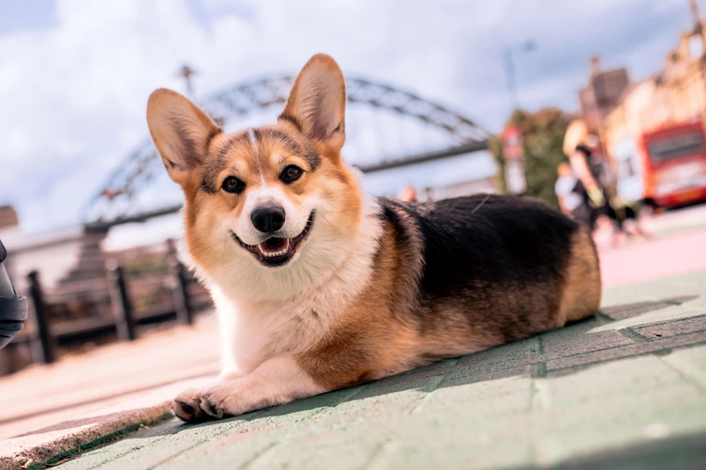 Chronicle Live | Jul 2025 | Dog day in Newcastle offers tail-wagging opportunities to enjoy free sports, walkies and treats